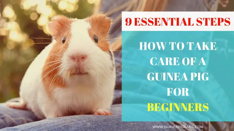 How to Take Care of a Guinea Pig for Beginners - 9 Essential Steps to a ...