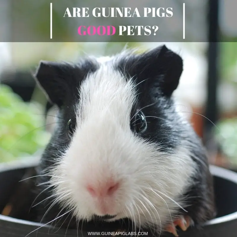 Are Guinea Pigs Good Pets? - Guinea Pig Tube