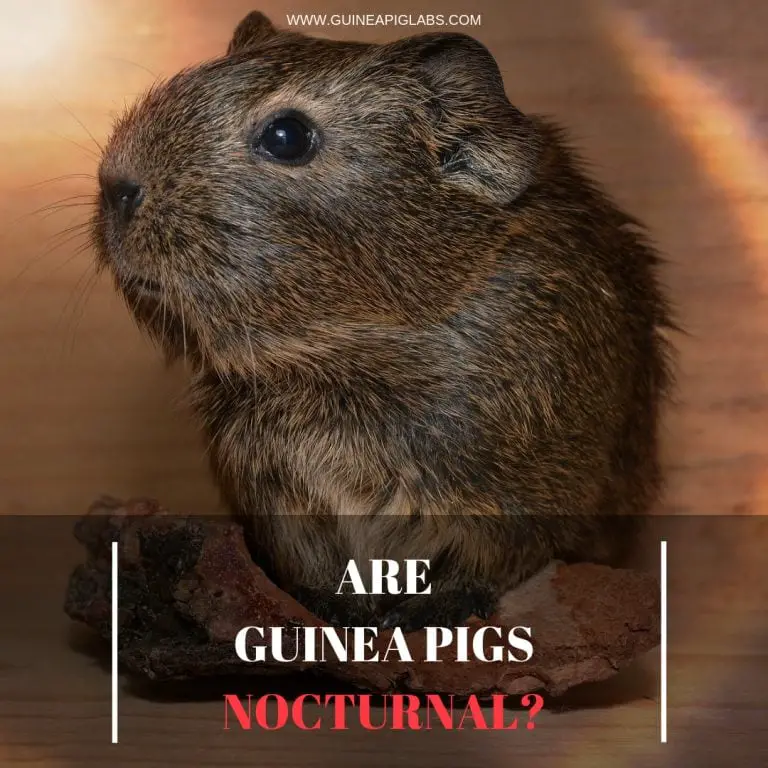 are guinea pigs nocturnal