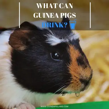 What Can Guinea Pigs Drink Guinea Pig Tube