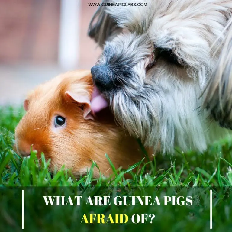 What Are Guinea Pigs Afraid Of Guinea Pig Tube