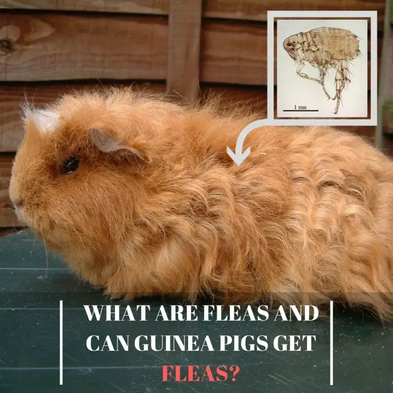 can guinea pigs get fleas from dogs or cats