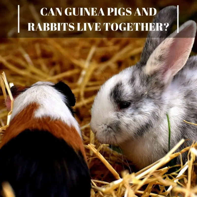 Can Guinea Pigs and Rabbits Live Together? - Guinea Pig Tube