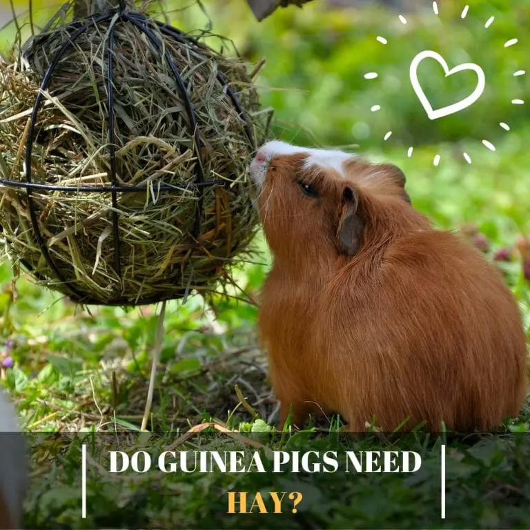 Do Guinea Pigs Need Hay? Guinea Pig Tube