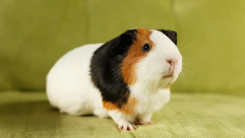 Where Do Guinea Pigs Come From? | All You Need to Know! - Guinea Pig Tube