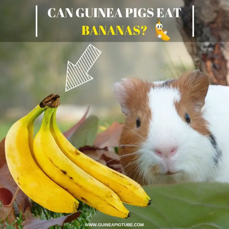 can-guinea-pigs-eat-bananas-benefits-risks-serving-size-more