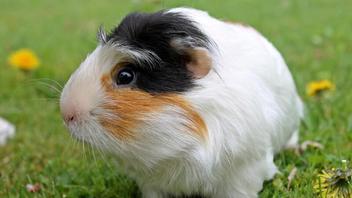 can guinea pig mites transfer to dogs