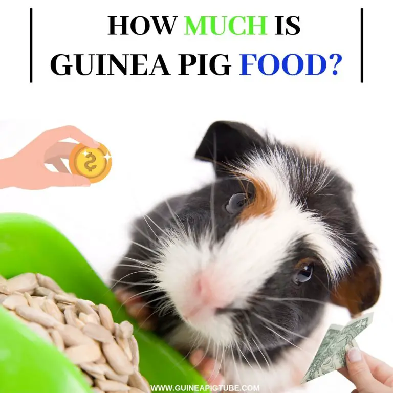 how-much-is-guinea-pig-food-guinea-pig-tube