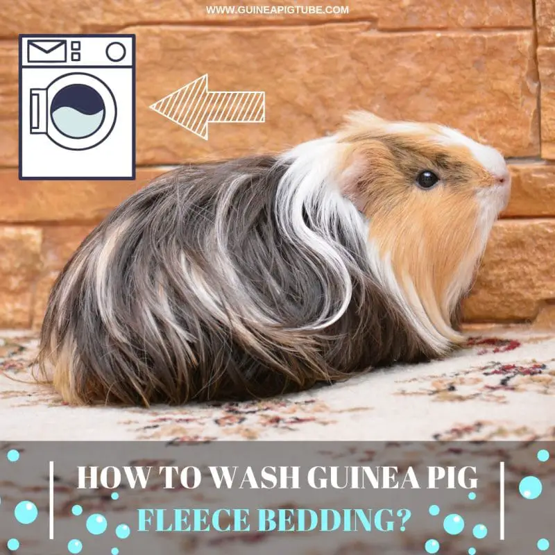 how-to-wash-guinea-pig-fleece-bedding-guinea-pig-tube