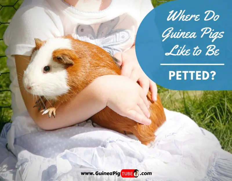 what do guinea pigs like to do