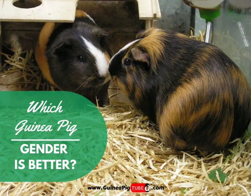 Which Guinea Pig Gender Is Better? - Guinea Pig Tube