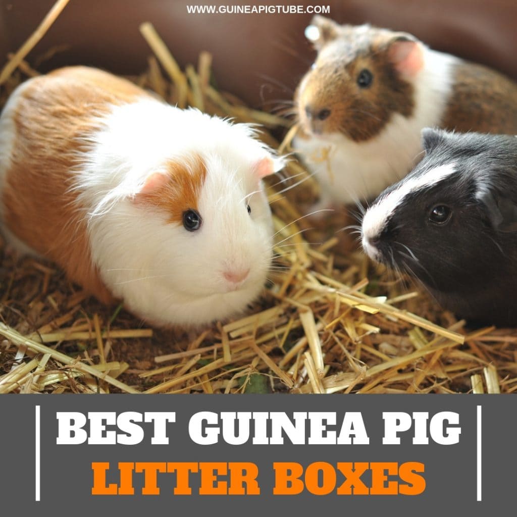 best litter box for guinea pigs