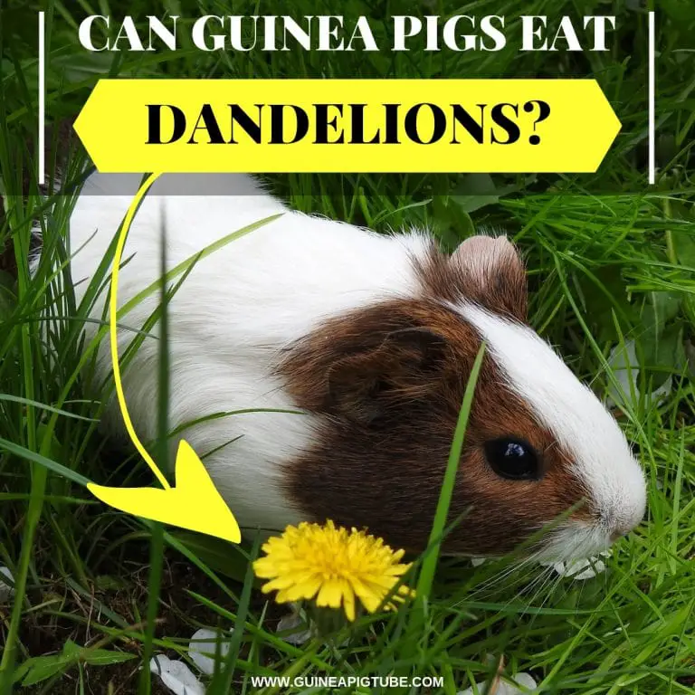 can-guinea-pigs-eat-dandelions-guinea-pig-tube