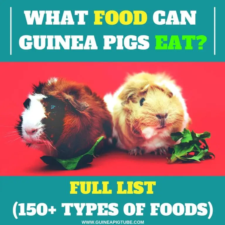 guinea pig list