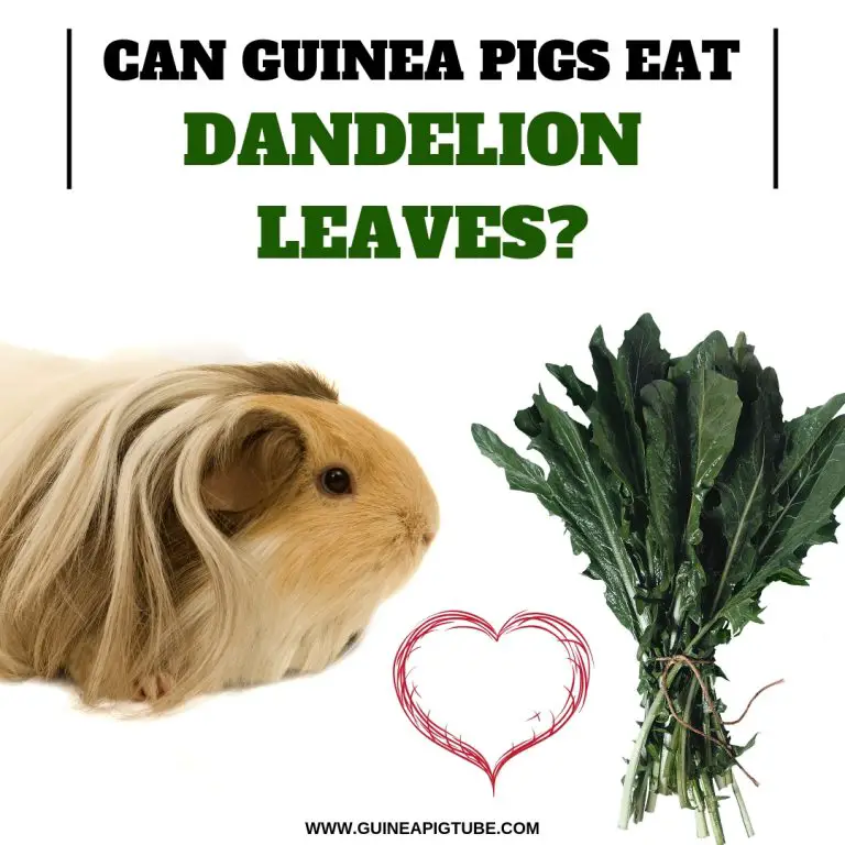 Can Guinea Pigs Eat Dandelion Leaves? - Guinea Pig Tube