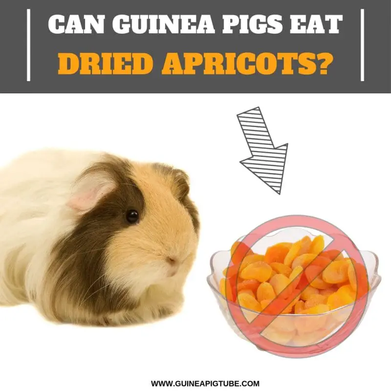 what fruits and veggies can guinea pigs eat
