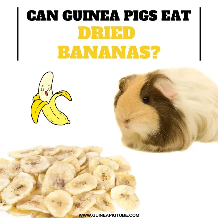 are guinea pigs allowed to eat bananas