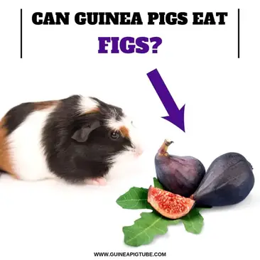 Can Guinea Pigs Eat Figs Guinea Pig Tube