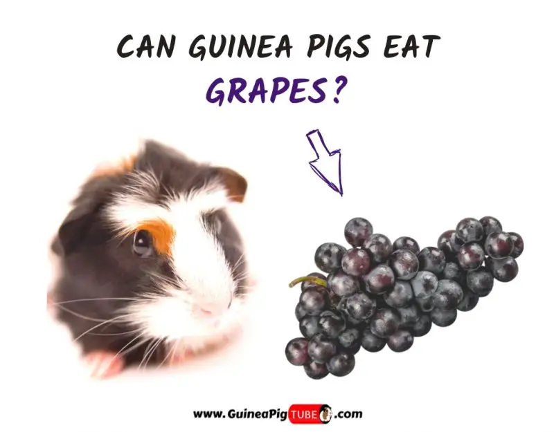 can guinea eat grapes