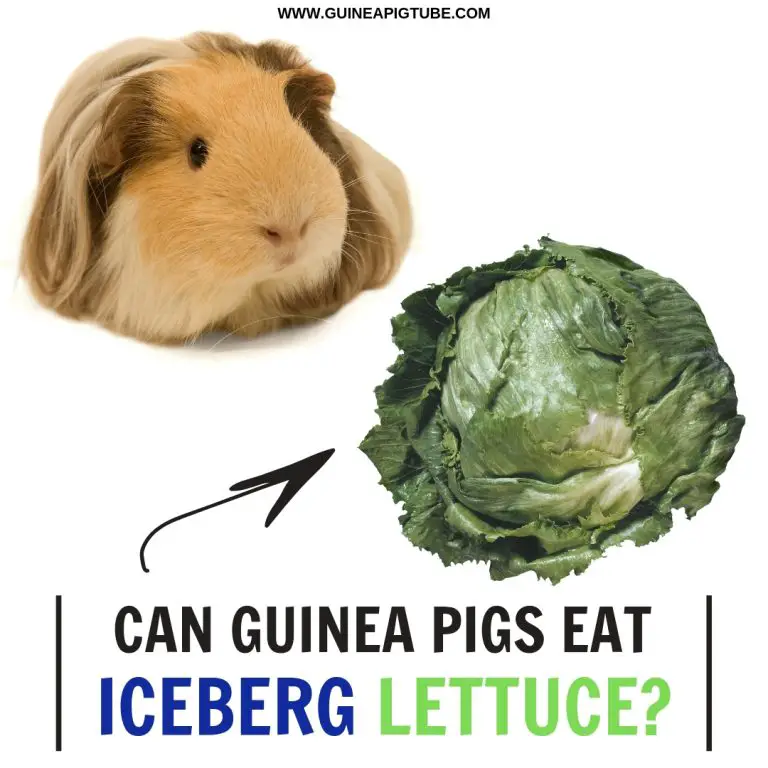 Can guinea pigs eat round outlet lettuce