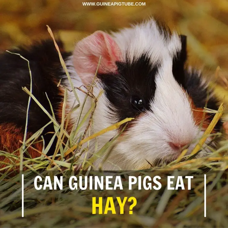 Can Guinea Pigs Eat Hay? - Guinea Pig Tube