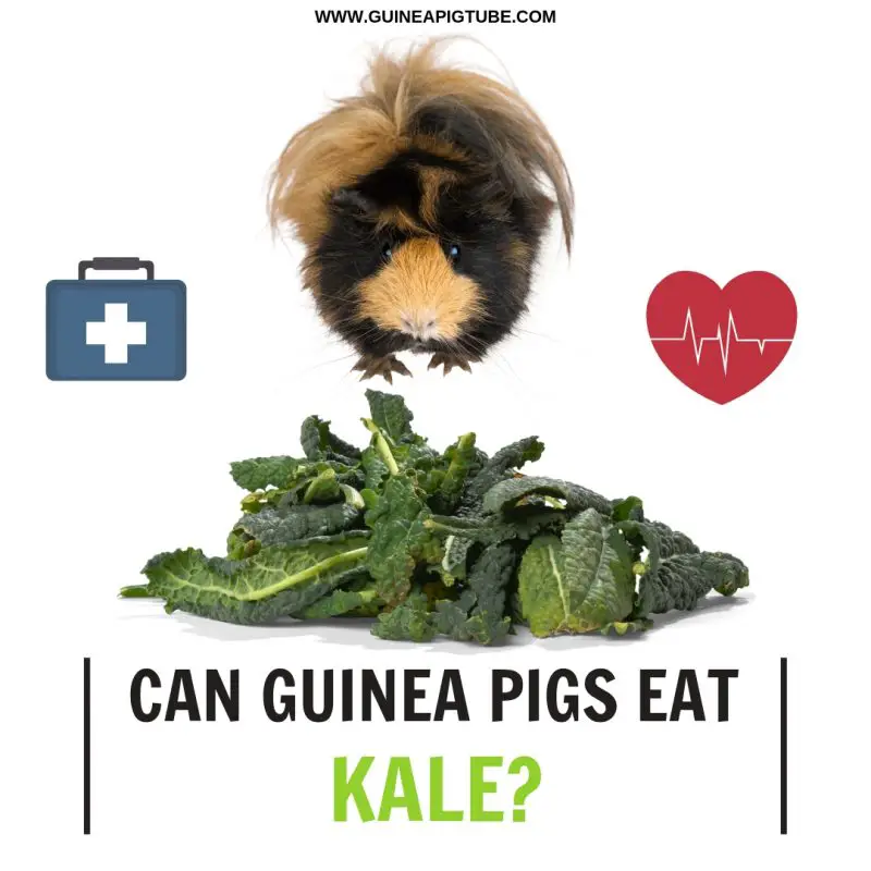 can-guinea-pigs-eat-kale-guinea-pig-tube