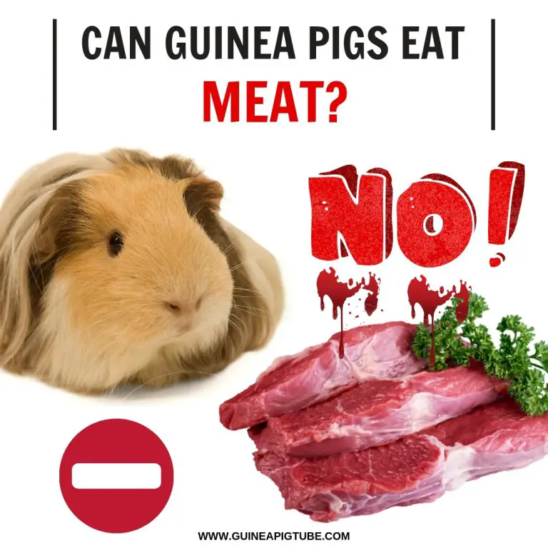 Can Guinea Pigs Eat Meat 768x768 