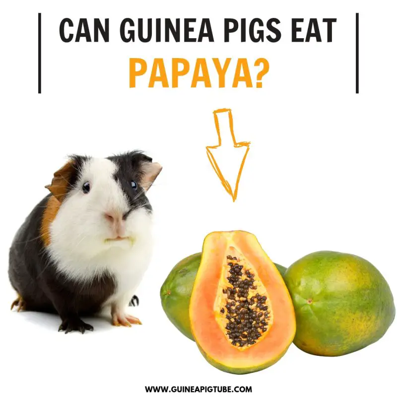 Can Guinea Pigs Eat Papaya? - Guinea 