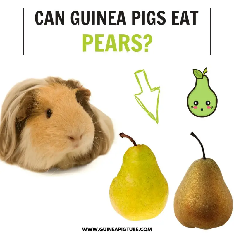 Can Guinea Pigs Eat Pears? - Guinea Pig 