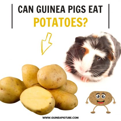 Can Guinea Pigs Eat Potatoes? - Guinea Pig Tube