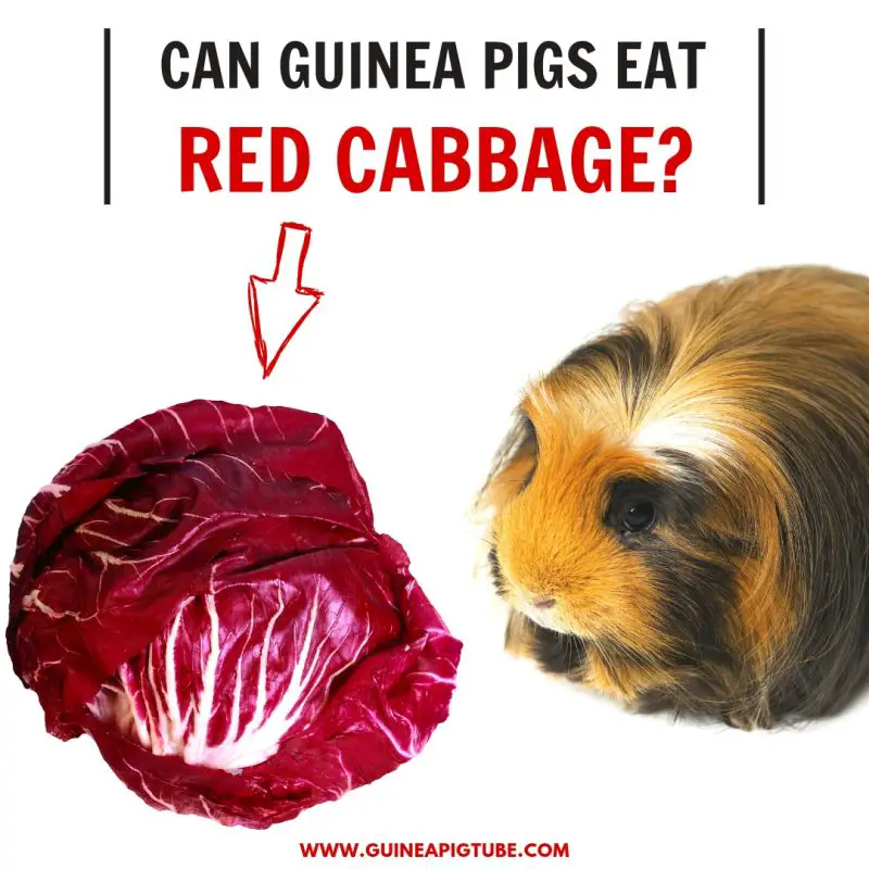 Can Guinea Pigs Eat Red Cabbage Guinea Pig Tube