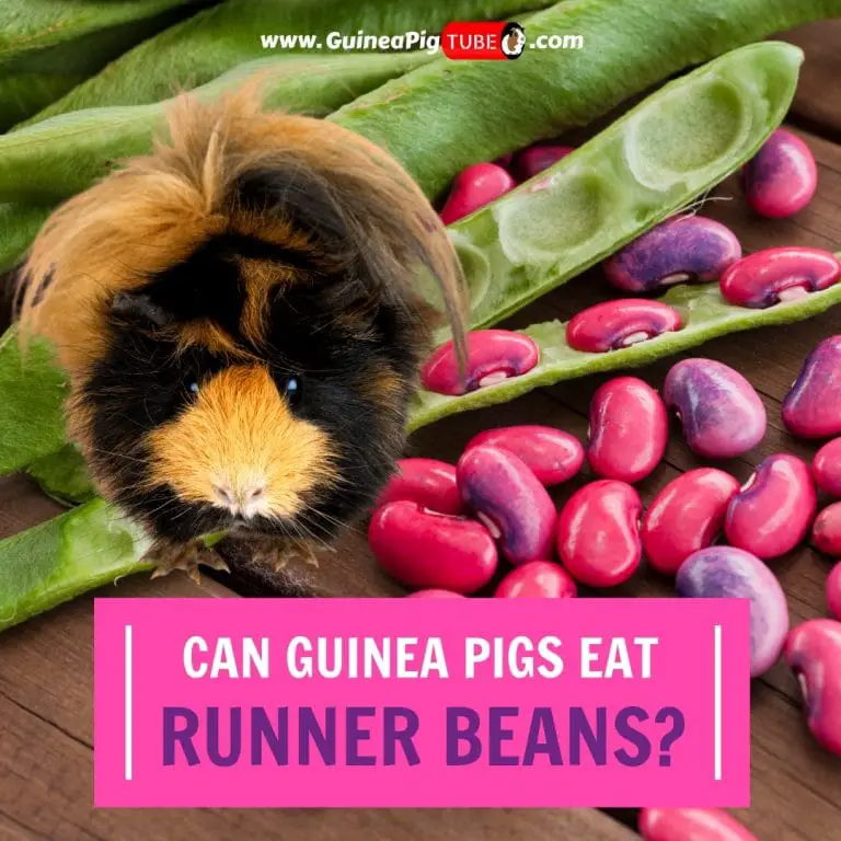 Can Guinea Pigs Eat Tomatoes? (Benefits, Risks, Serving Size & More ...