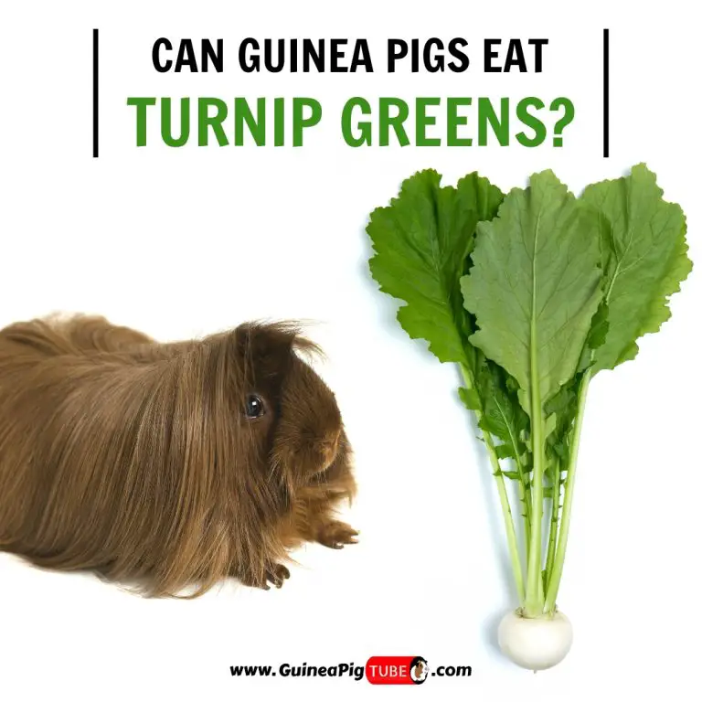 can guinea pigs eat brussel sprout leaves