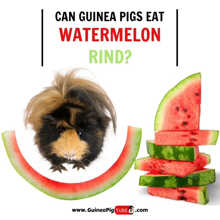 can-guinea-pigs-eat-watermelon-rind-benefits-risks-serving-size