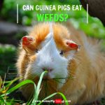 Can Guinea Pigs Eat Weeds? (Benefits, Risks, Serving Size & More ...