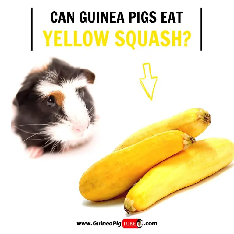 Can Guinea Pigs Eat Yellow Squash? (Benefits, Risks ...