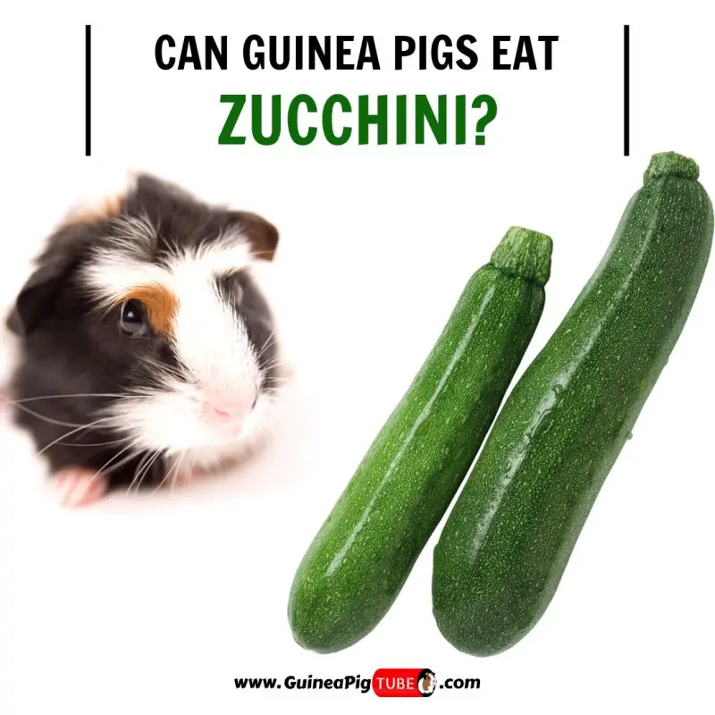 Can Guinea Pigs Eat Zucchini? (Benefits, Risks, Serving ...