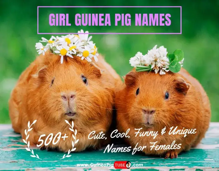 Girl Guinea Pig Names 500 Cute Cool Funny Unique Names For Females Guinea Pig Tube