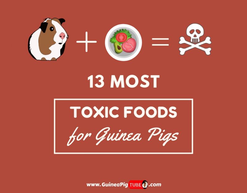 13 Most Toxic Foods for Guinea Pigs 