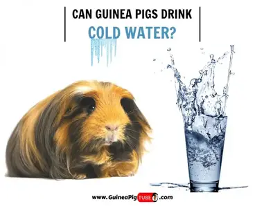 Can Guinea Pigs Drink Cold Water Benefits Risks Serving