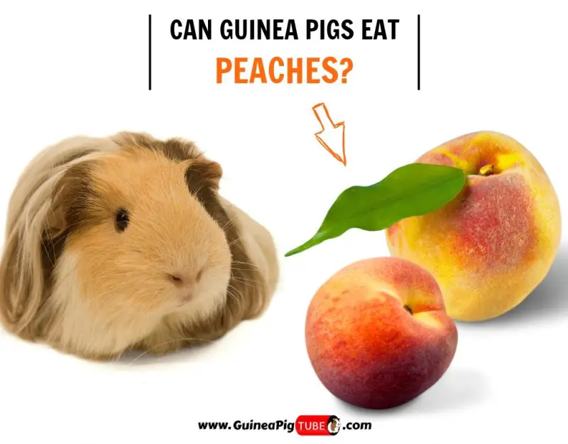Can Guinea Pigs Eat Peaches? (Benefits 
