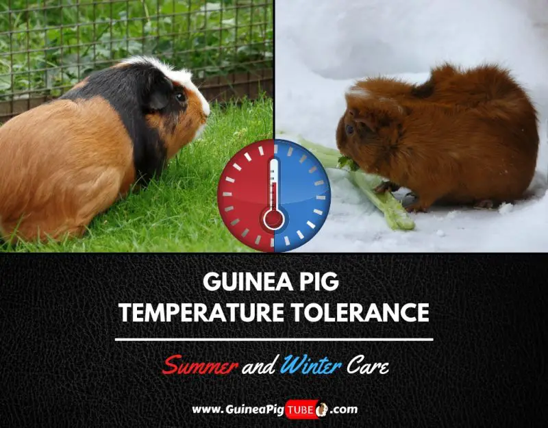 guinea pig winter care