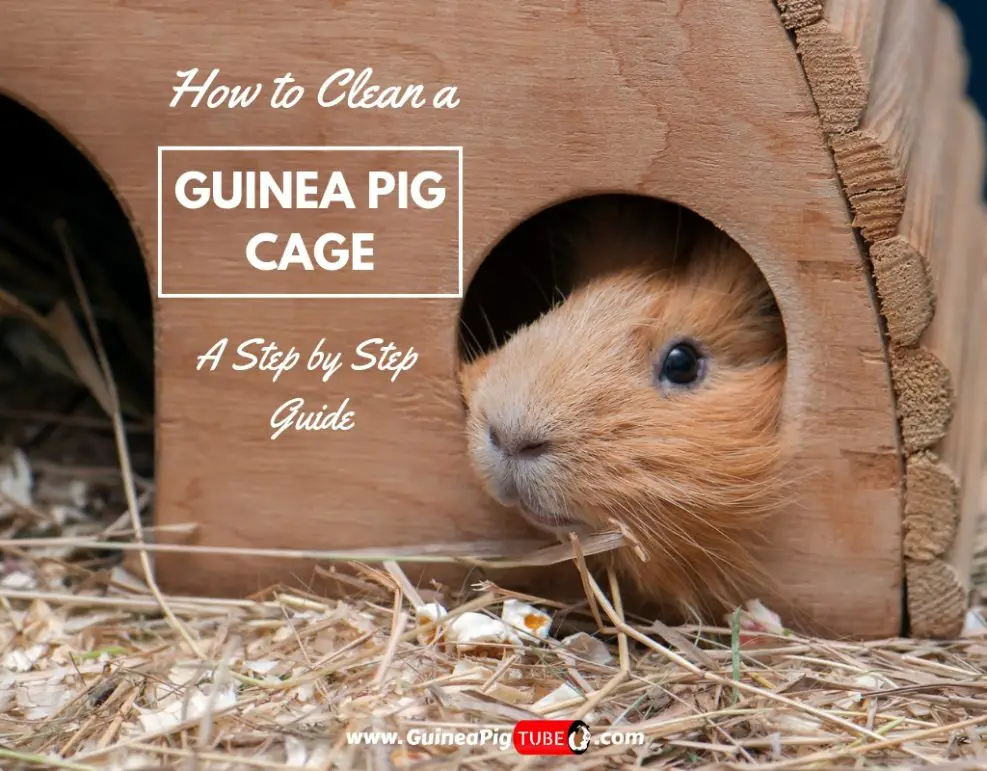 How to Clean a Guinea Pig Cage A Step by Step Guide Guinea Pig Tube