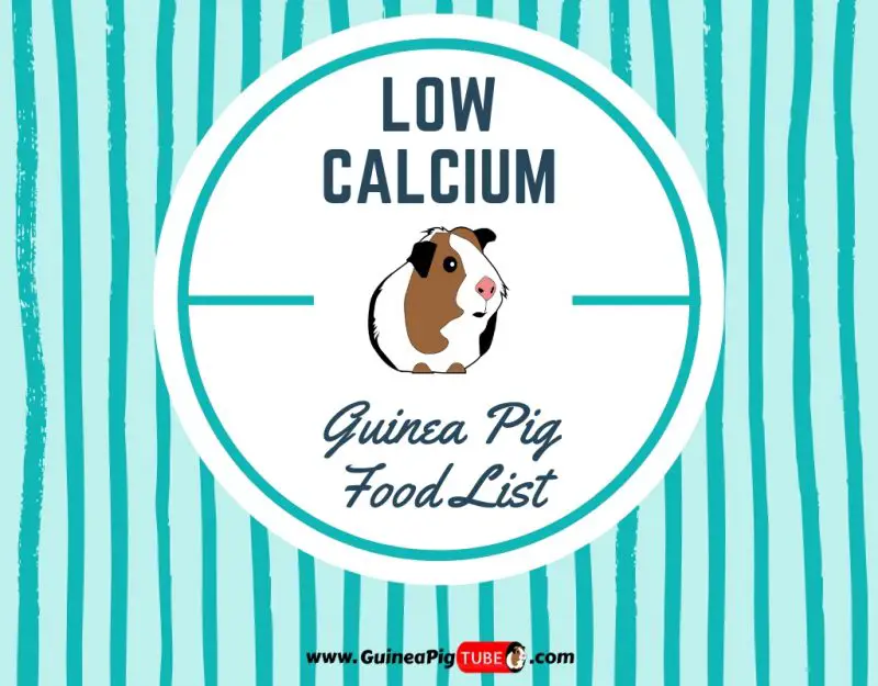 Low Calcium Guinea Pig Food List (13+ 