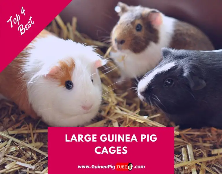 large guinea pig