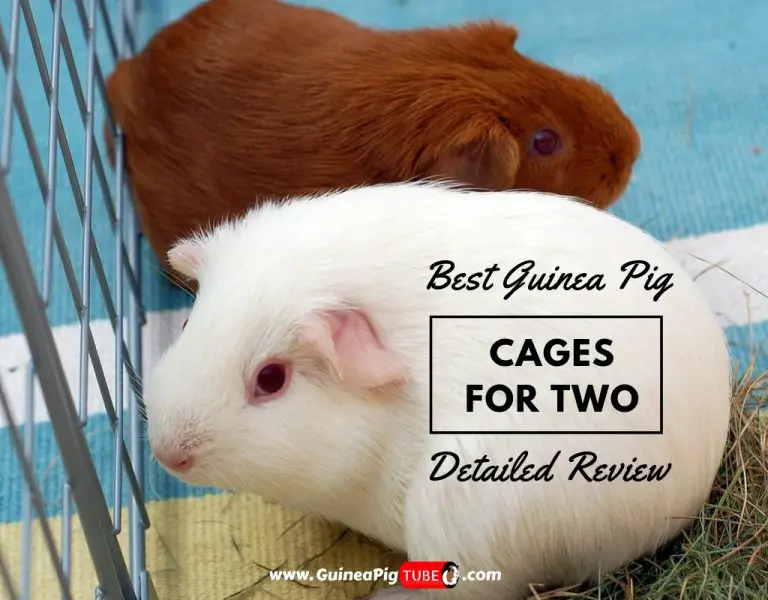 Top 5 Best Guinea Pig Cages for 2 in 2020 - Detailed Review - Guinea ...