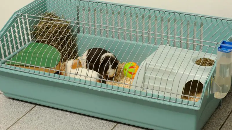 Why Choose a Guinea Pig Cage for 2