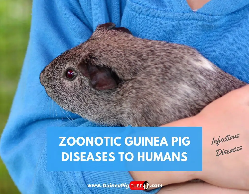 Zoonotic Guinea Pig Diseases to Humans (Infectious Diseases) Guinea