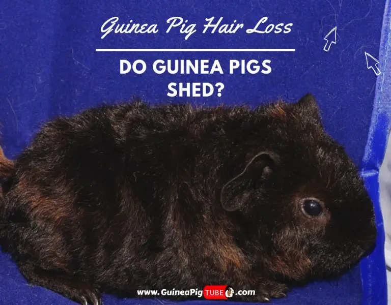do guinea pigs shed