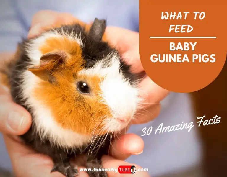 What Do Guinea Pigs Eat In The Wild? - Guinea Pig Tube